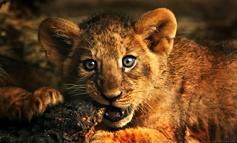 Beautiful Photos of Lion Cubs You Must Not Miss - Utterly Cute Yet
