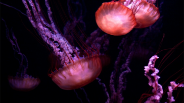 Floating Jellyfish