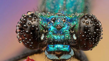 Beautiful Insect Macro Photography