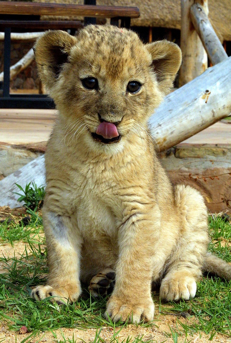 Beautiful Photos of Lion Cubs You Must Not Miss - Utterly Cute Yet ...