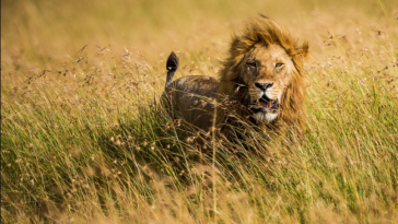 Lion King