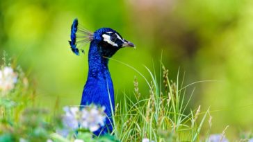Peacock and Flowers