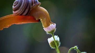 snail smelling flower