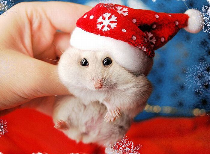 funny xmas animal pictures