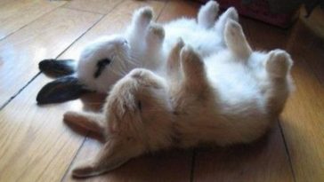 funny_bunnies_sleeping_picture