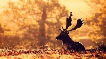 nature animals deer sunlight