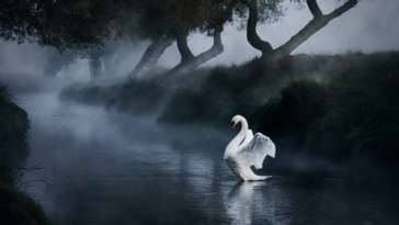 angel - bird photography