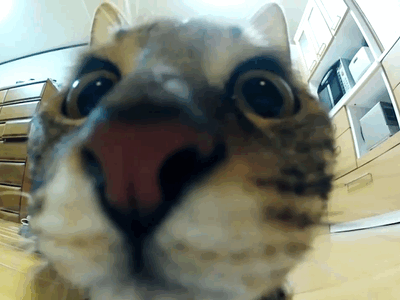 20 Awesome Cat Gifs You have Never Seen Before - Cute Cat Gifs to Make
