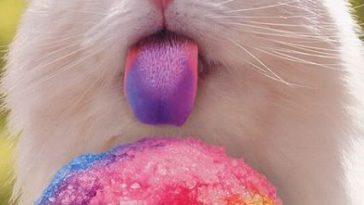 cat eating funny icecream funny cat pics amazinganimalphotosdotcom