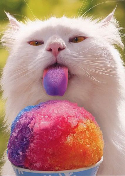 Et si nous étions des chats? Cat-eating-funny-icecream-funny-cat-pics-amazinganimalphotosdotcom