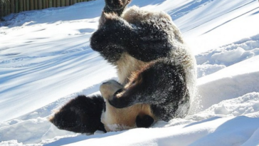 Giant Panda Tumbles In The Snow