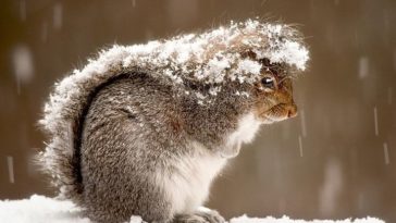 cute squirrel photography - hurry up i am caught in snow