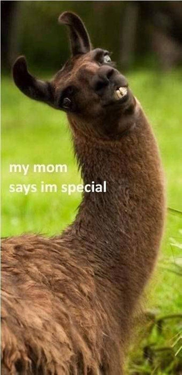 mom says i m special meme