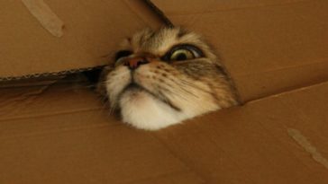oh no i am choking help - photos of cat trying to hide