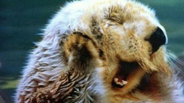 sleepy yawny otter cute animals yawning photos