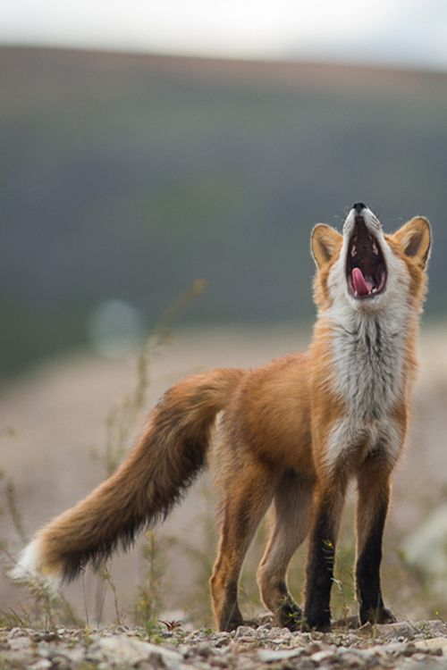 26 Photos of Beautiful Yawning Animals to Put You To Sleep