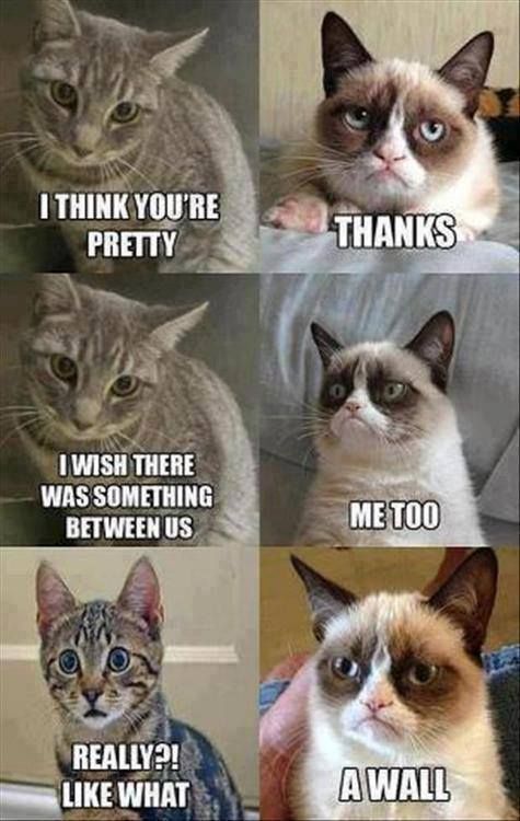 25 Funny Animal Memes To Make You Laugh Till You Drop - 475 x 750 jpeg 59kB