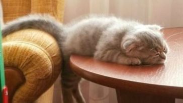 cat sleeping on table - cute cats sleeping photos