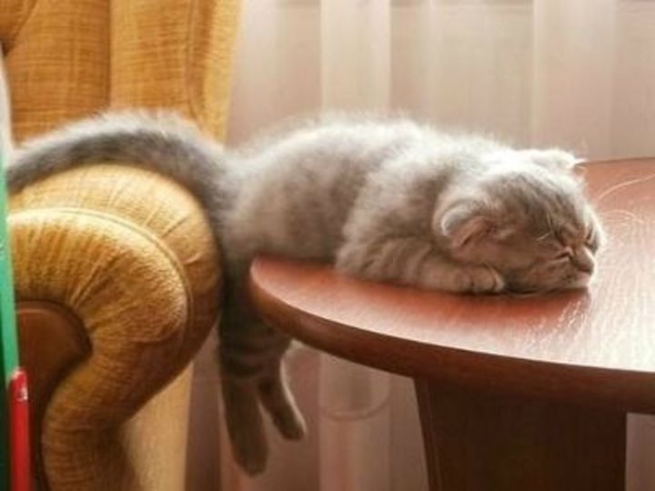20 Irresistably Cute Photos of Cats Sleeping