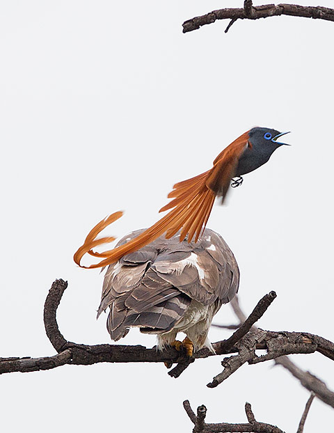 128-Afr-Cuckoo-Hawk-Combretum-H51518