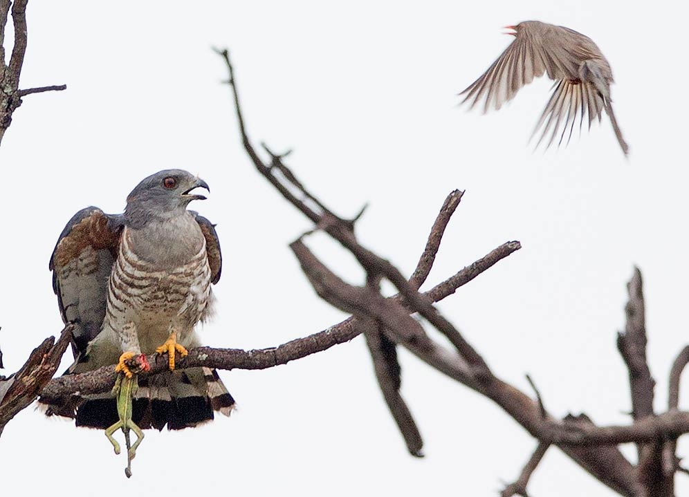 128-Afr-Cuckoo-Hawk-Combretum-H51560