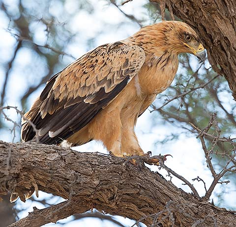132-Tawny-Eagle-Kgalagadi-J06654