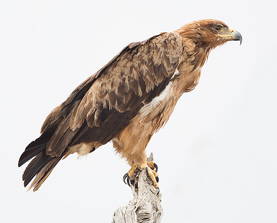 132-Tawny-Eagle-Mopane-H50560