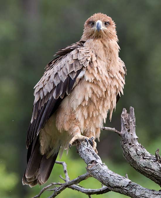 132-Tawny-Eagle-Punda-Maria-KNP-H15181