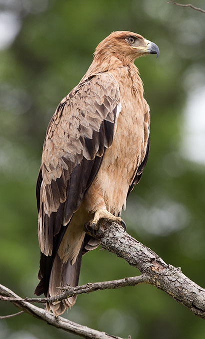 132-Tawny-Eagle-Punda-Maria-KNP-H15184
