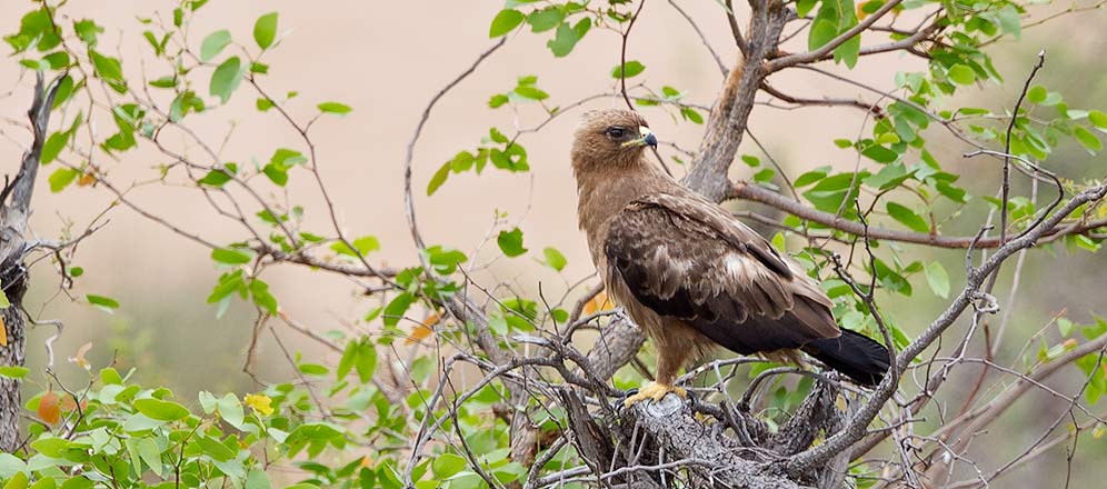 135-Walbergs-Eagle-Shingwedzi-H50083