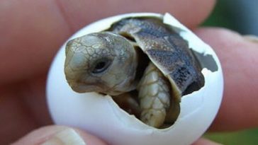 Baby Turtle