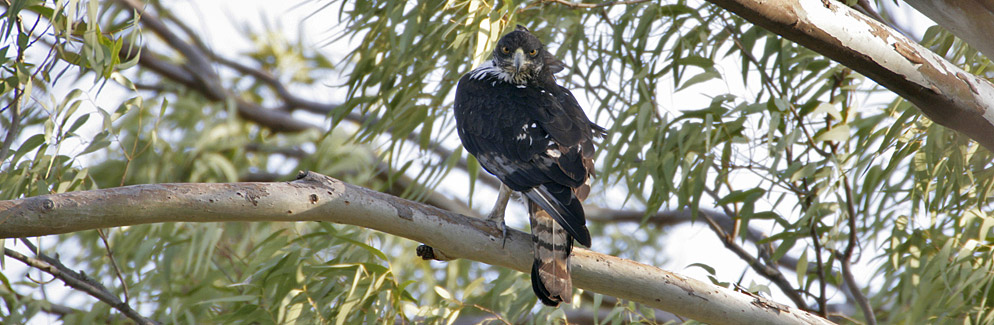 137-Afr-Hawk-Eagle-28352