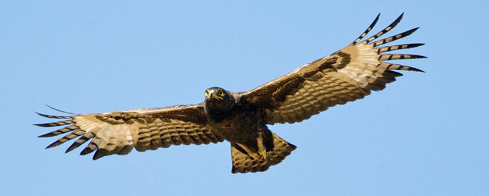139-Long-crested-Eagle-08411