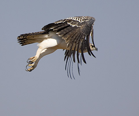 140-Martial-Eagle-00918