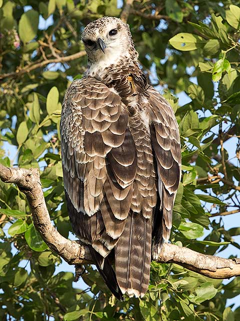 140-Martial-Eagle-Balule-H45757