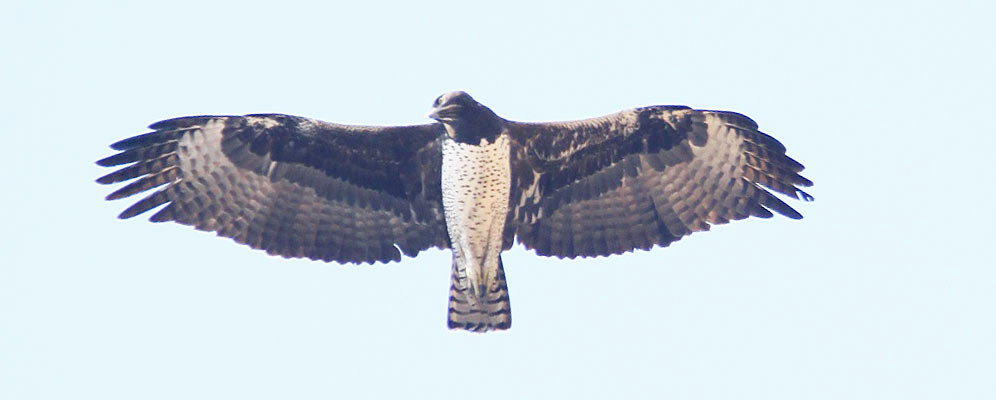140-Martial-Eagle-E34003