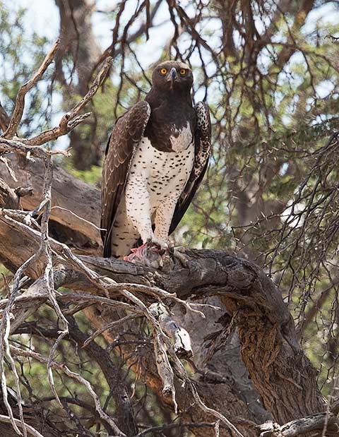 140-Martial-Eagle-Kgalagadi-J06556