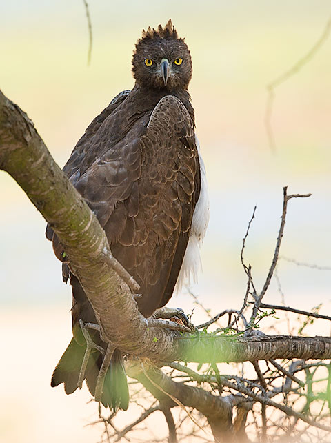 140-Martial-Eagle-Letaba-H46109