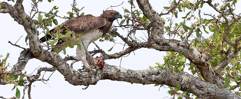 140-Martial-EagleTimbavati-H45878