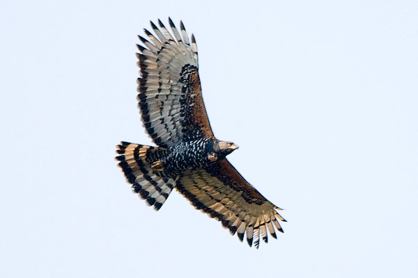 141-Crowned-Eagle-03195