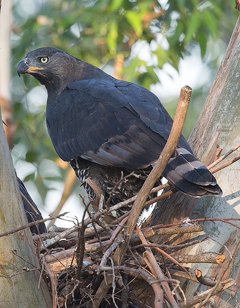 141-Crowned-Eagle-Zimbali-J10103