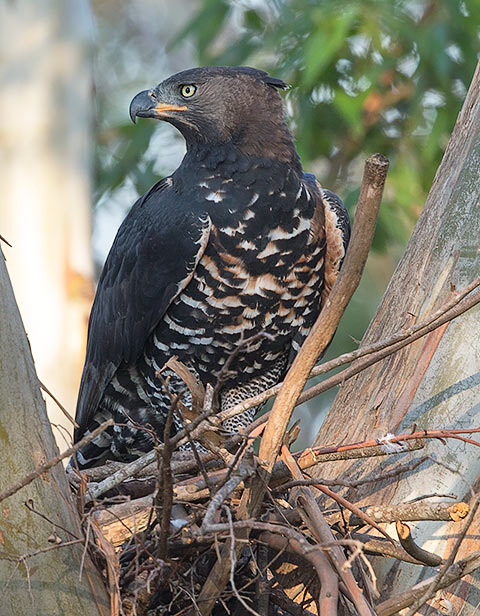141-Crowned-Eagle-Zimbali-J10129