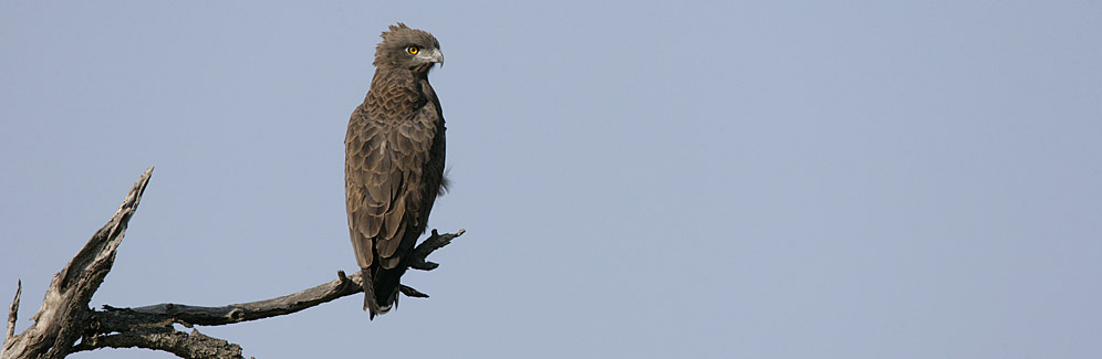 142-Br-Sn-Eagle-39804
