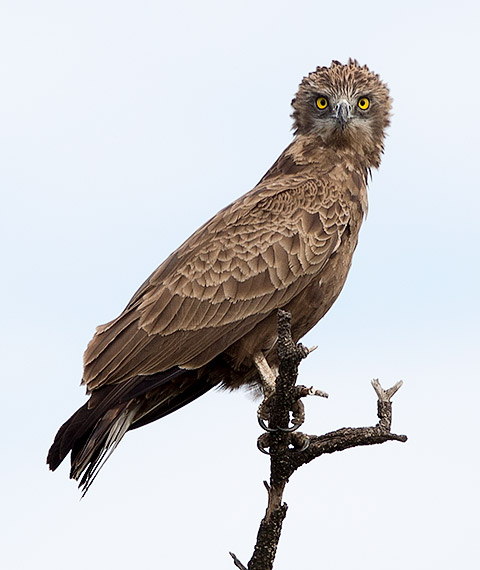 142-Brown-Snake-Eagle-Shingwedzi-H50150