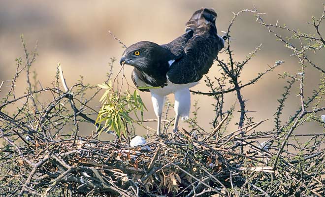 143-Black-breasted-Snake-Eagle-000b (1)