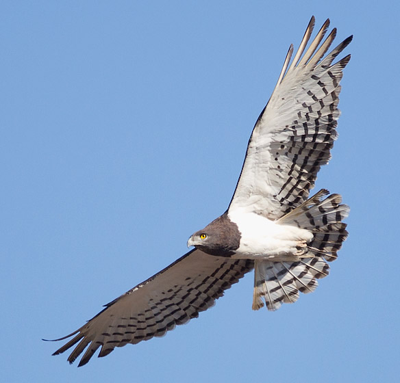 143-Black-ch-Snake-Eagle-Lehau-H17631