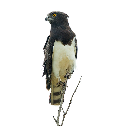 143-Black-chested-Snake-Eagle-Alma-H39194