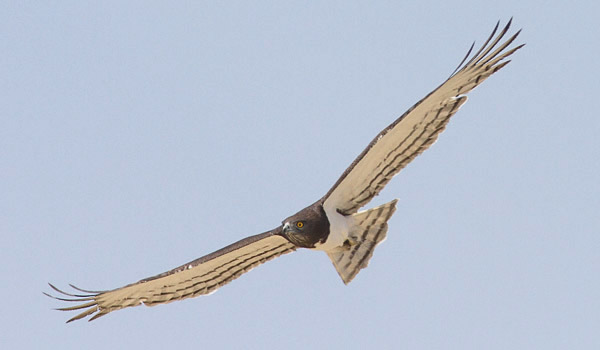 143-Black-chested-Snake-Eagle-Ameib-G27337