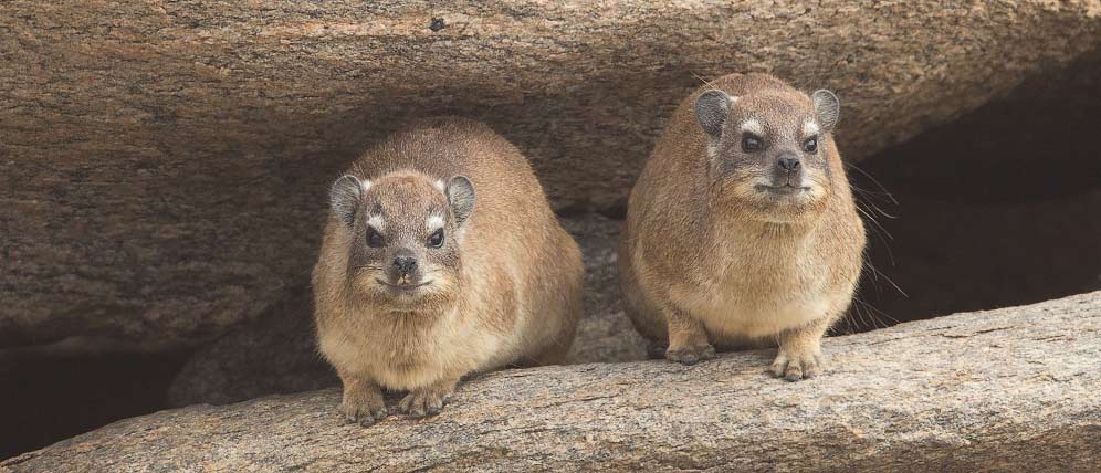 028-Rock-Hyrax-Groenriviermond-H20848