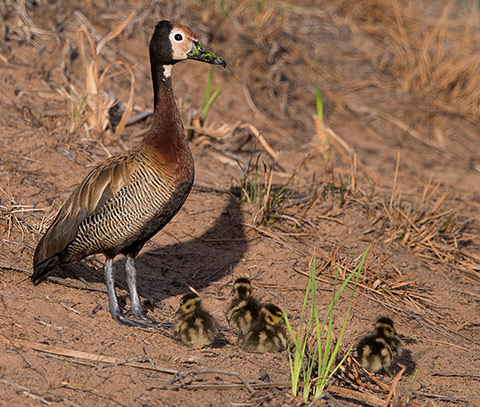099-White-faced-Duck-Koro-J18173
